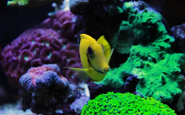 Lemon Peel Tang Acanthurus Pyroferus Nabootsen — Stockfoto