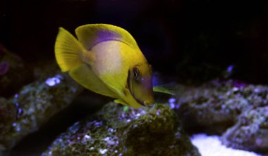 limon kabuğu tang (acanthurus pyroferus taklit)