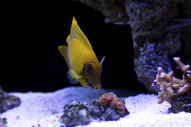 limon kabuğu tang (acanthurus pyroferus taklit)