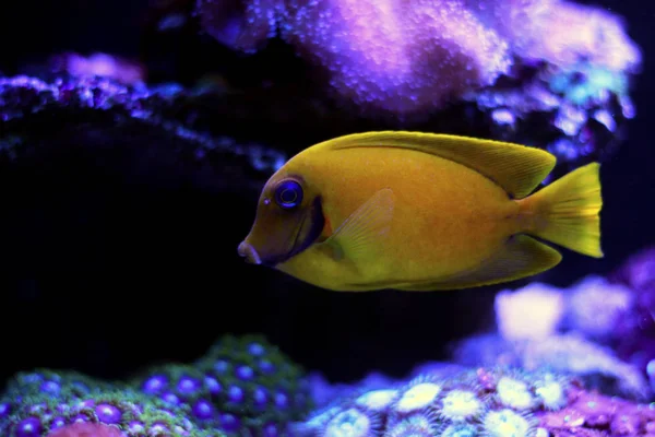 模仿柠檬皮唐 Acanthurus Pyroferus — 图库照片