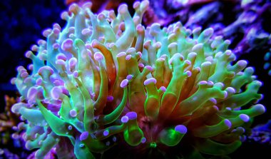 Frogspawn Coral, Thin Branched(Euphyllia divisa clipart