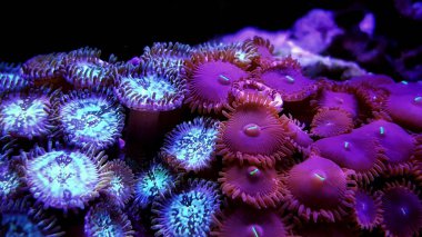 Aqua kültürlü zoanthus polip koloni 