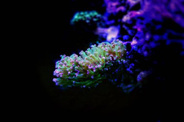 Frogspawn Coral - Euphyllia divisa clipart