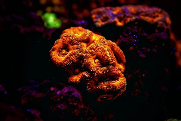 Lordhowensis Mercan Lps Arayın Acanthastrea Lordhowensis — Stok fotoğraf