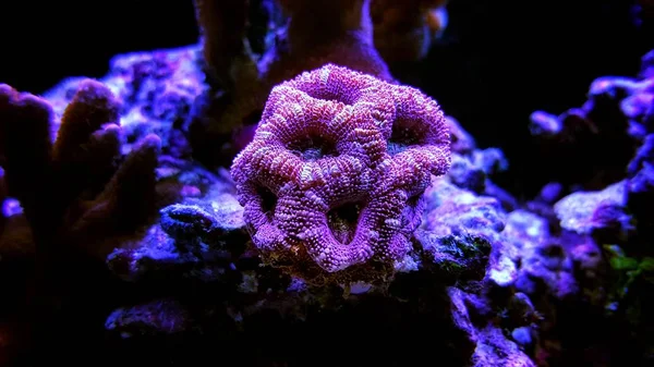Lordhowensis Koralle Lps Acan Acanthastrea Lordhowensis — Stockfoto