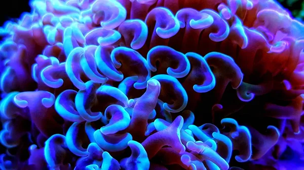 Euphyllia Hammer Laps Korallen Riffaquarium Euphyllia Ancora — Stockfoto