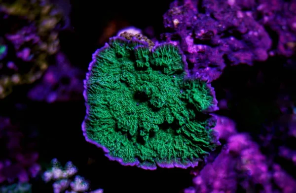 Montipora Capricornis Valódi Színek Zöld Lila — Stock Fotó