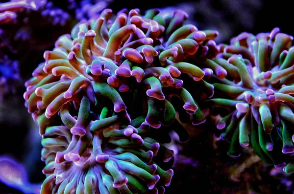 Euphyhampa Hammer Lops Coral Rief Aqua Euphyhampa Ancora — стоковое фото