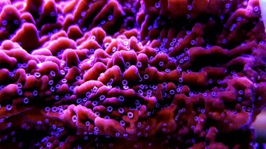 Montipora sps mercan içinde atış (Montipora undata kapatın) 