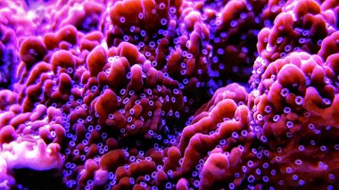Montipora sps mercan içinde atış (Montipora undata kapatın) 