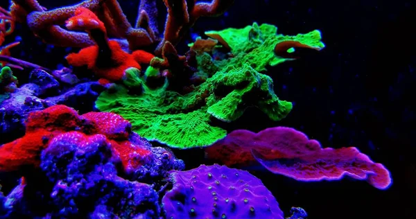 Смесь Montipora Короткие Коралловые Полипы — стоковое фото