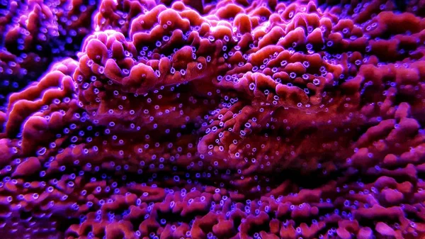 Montipora Sps Korálů Zblízka Střílel Montipora Undata — Stock fotografie