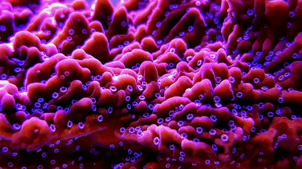 Montipora Sps Korall Ban Zár Megjelöl Szemcsésedik Montipora Undata — Stock Fotó