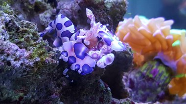 Palyaço karides (Hymenocera elegans)