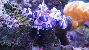 Palyaço karides (Hymenocera elegans)