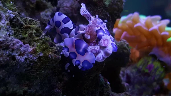 Harlequin Shrimp Hymenocera Elegans — Stock Photo, Image