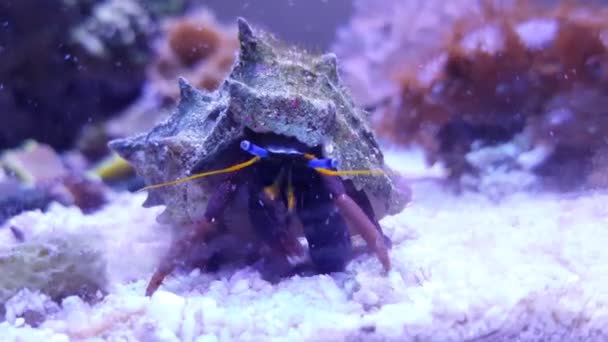 Dwarf Red Tip Hermit Crab Clibanarius — Stock Video