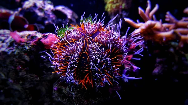 Oursin Mer Orange Tropical Dans Aquarium Récifal Corallien — Photo