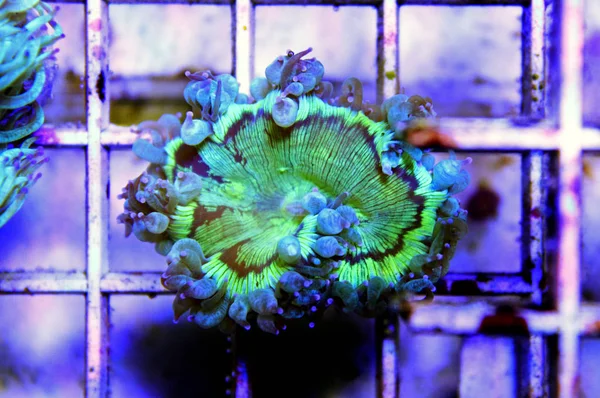 Elegancia Lps Coral Imagen Aislada — Foto de Stock