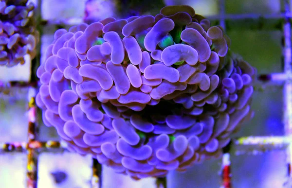 Euphyllia Lps Coral Reef Aquarium Tank — Stock Photo, Image