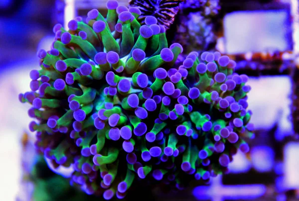 Лпс Euphyllia Коралів Цистерна Риф Акваріум — стокове фото