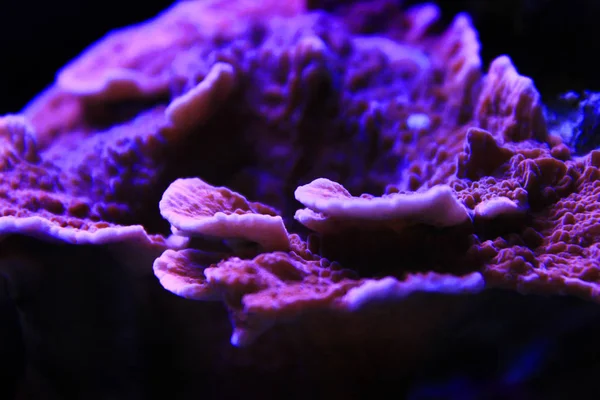 Montipora Candy Cap Coral Montipora Capricornis — Foto de Stock