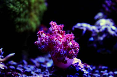 Karanfil ağacı mercan (Dendronephthya sp.) 