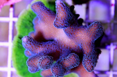 Yeşil/mavi polip pembe Stylophora mercan