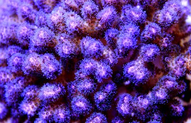 Pembe şakayık Pocillopora mercan - (Pocillopora damicornis)