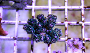 Green Pocillopora Damicornis - Pocillopora damicornis clipart