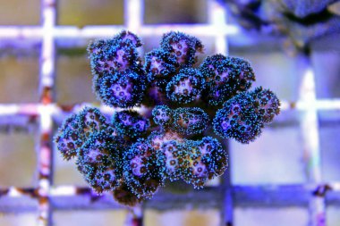 Yeşil Pocillopora Damicornis - Pocillopora damicornis