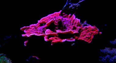 Montipora şeker kap mercan, - (Montipora capricornis)