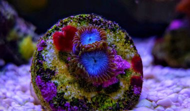 Karayip mavi şirin zoanthids frag