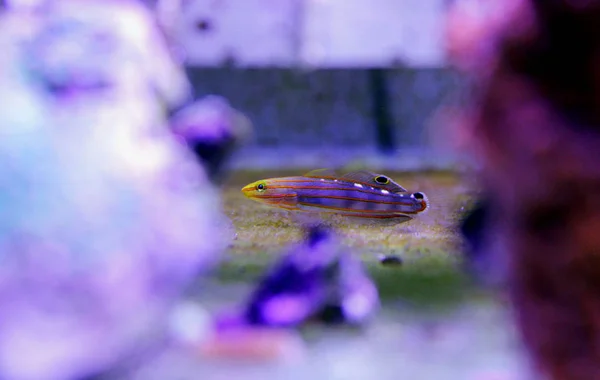 Court Jester Goby Koumansetta Rainfordi — Stock Photo, Image