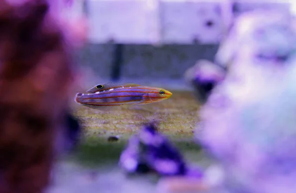 Bufón Corte Goby Koumansetta Rainfordi — Foto de Stock