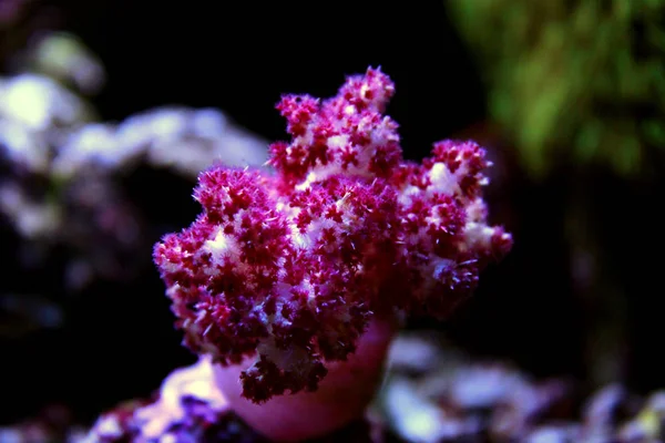 Obalečem Strom Coral Dendronephthya — Stock fotografie