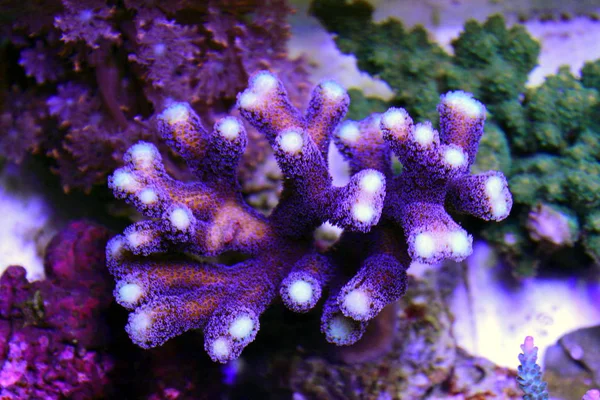 Lila Stylophora Koralle Stylophora Pistillata — Stockfoto