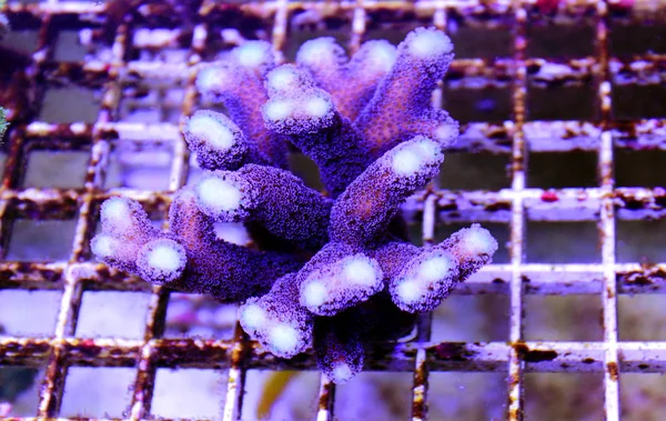 Purple Stylophora Coral Stylophora Pistillata — Stock Photo, Image