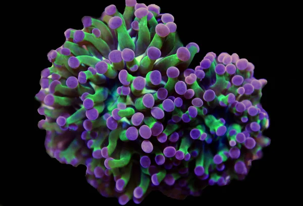 Euphyllia Lps Koraller Reef Akvarium Tank — Stockfoto