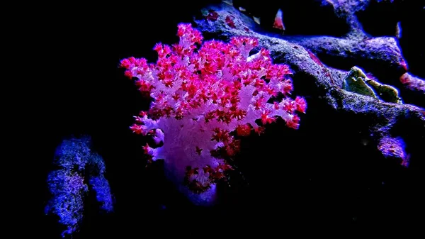 Carnation Boom Coral Dendronephthya — Stockfoto