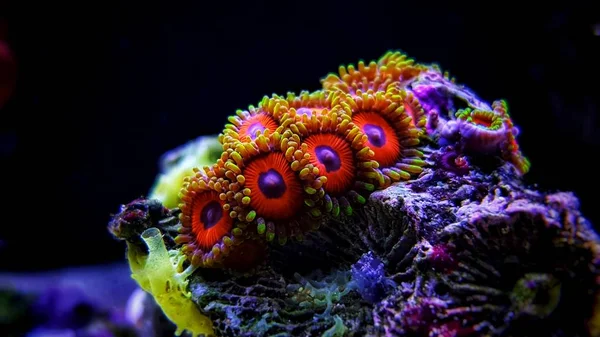 Ojos Águila Colonia Caribeña Zoas — Foto de Stock