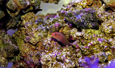 Dottyback - (Pseudochromis elongatus uzamış)