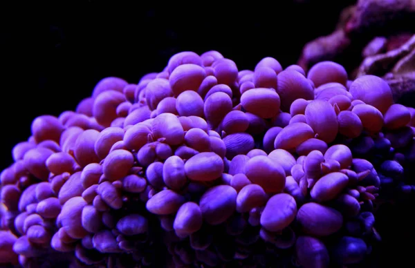 Bubble Coral Pearl Lps Coral Physogyra — Stock Photo, Image