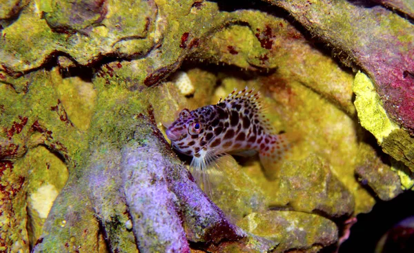 Pixy Avistado Hawkfish Tanque Recife — Fotografia de Stock