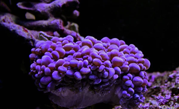 Bubble Coral Pearl Lps Coral Physogyra — стоковое фото