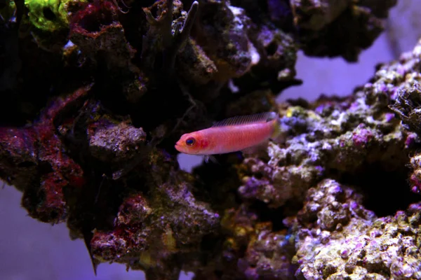 Довгастий Dottyback Pseudochromis Elongatus — стокове фото