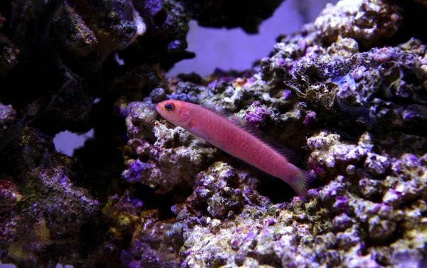 Elongate Dottyback Pseudochromis Elongatus — Stock Photo, Image