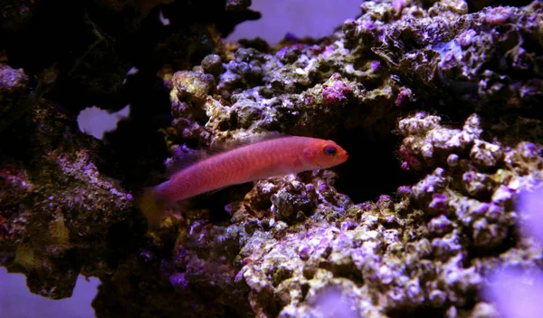 Alongado Dottyback Pseudochromis Elongatus — Fotografia de Stock