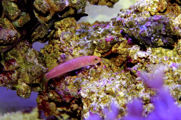 Elongate Dottyback Pseudochromis Elongatus — Stock Photo, Image