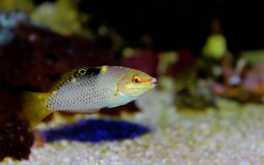 Mermer Wrasse - (Halichoeres hortulanus) 
